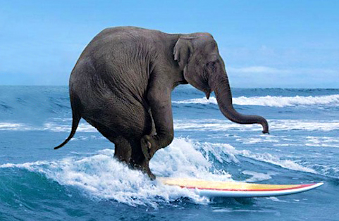 Elephant surfing